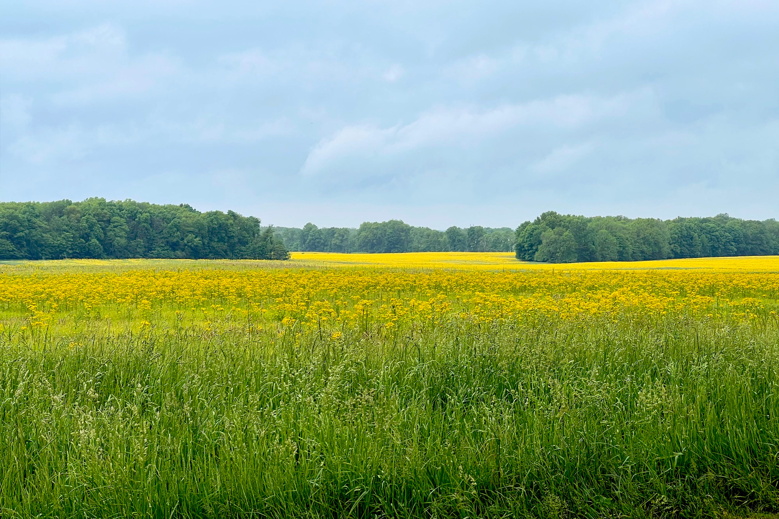Openness - Field.jpg